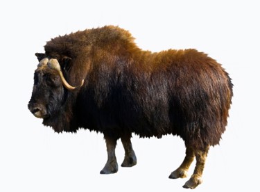 Moskus